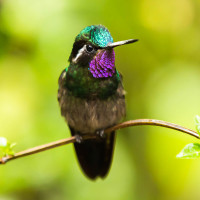 Purple-throated Mountain-gem